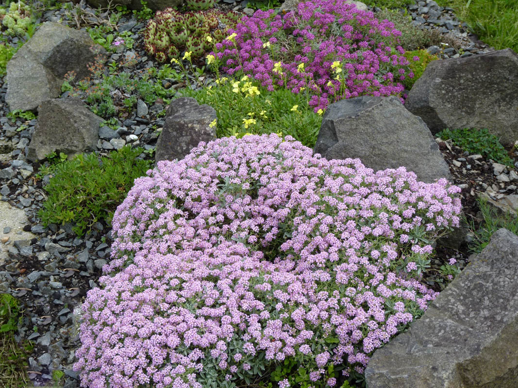Ptilotrichum spinosum 'roseum' photo